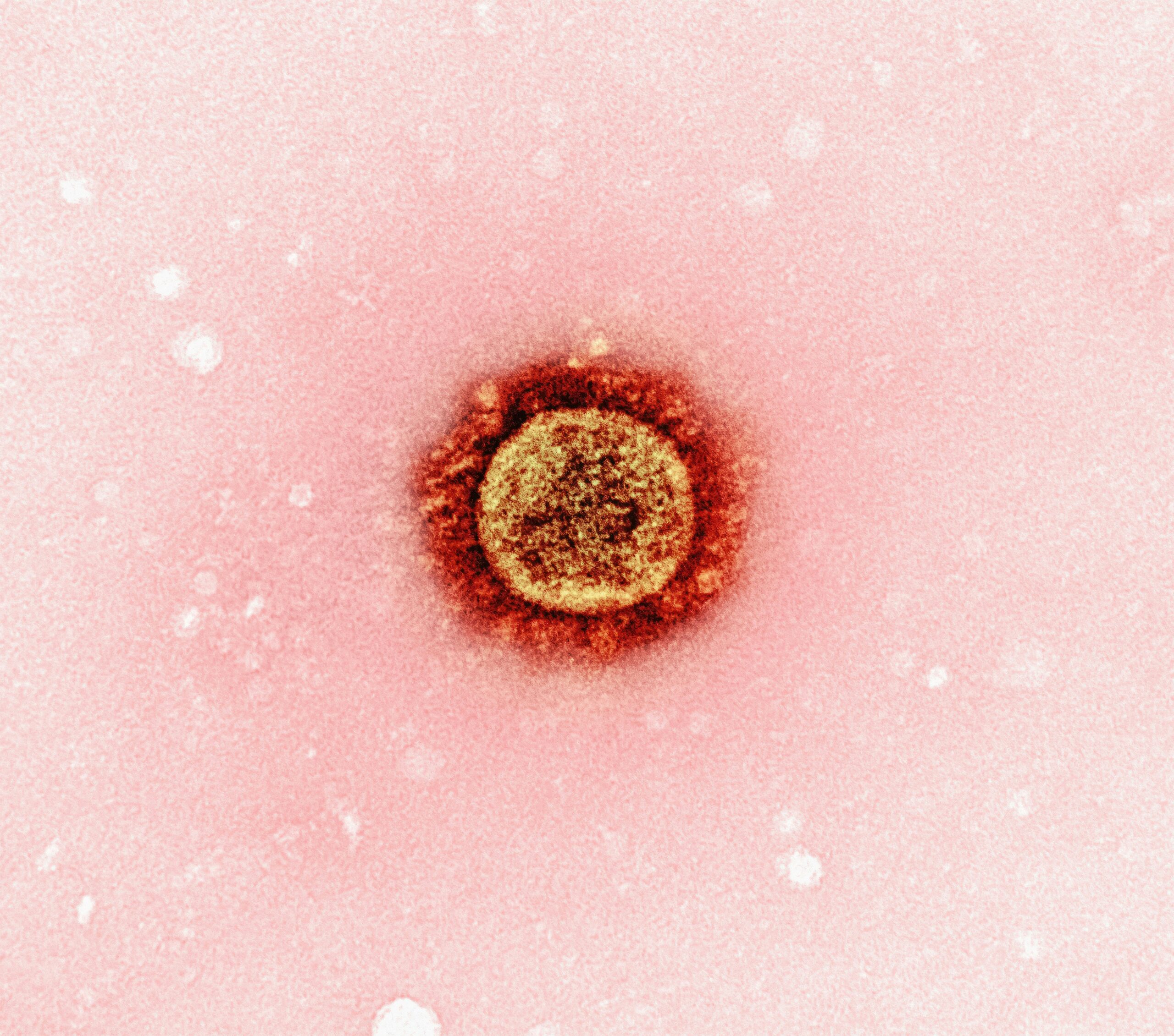 مقدمة في الامراض الجلدية و الالتهابات الفيروسية